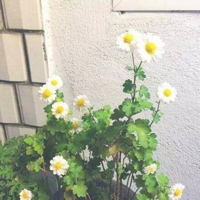 51今日大瓜 热门大瓜往期内容