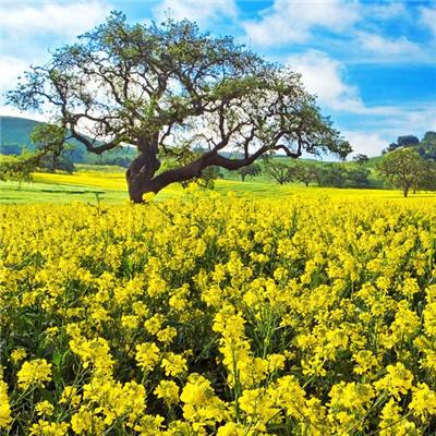 专家：精准肠道菌群移植能够有效治疗消化系统疾病